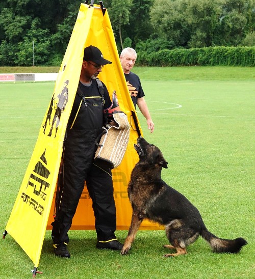 ipo dog training blind for helper